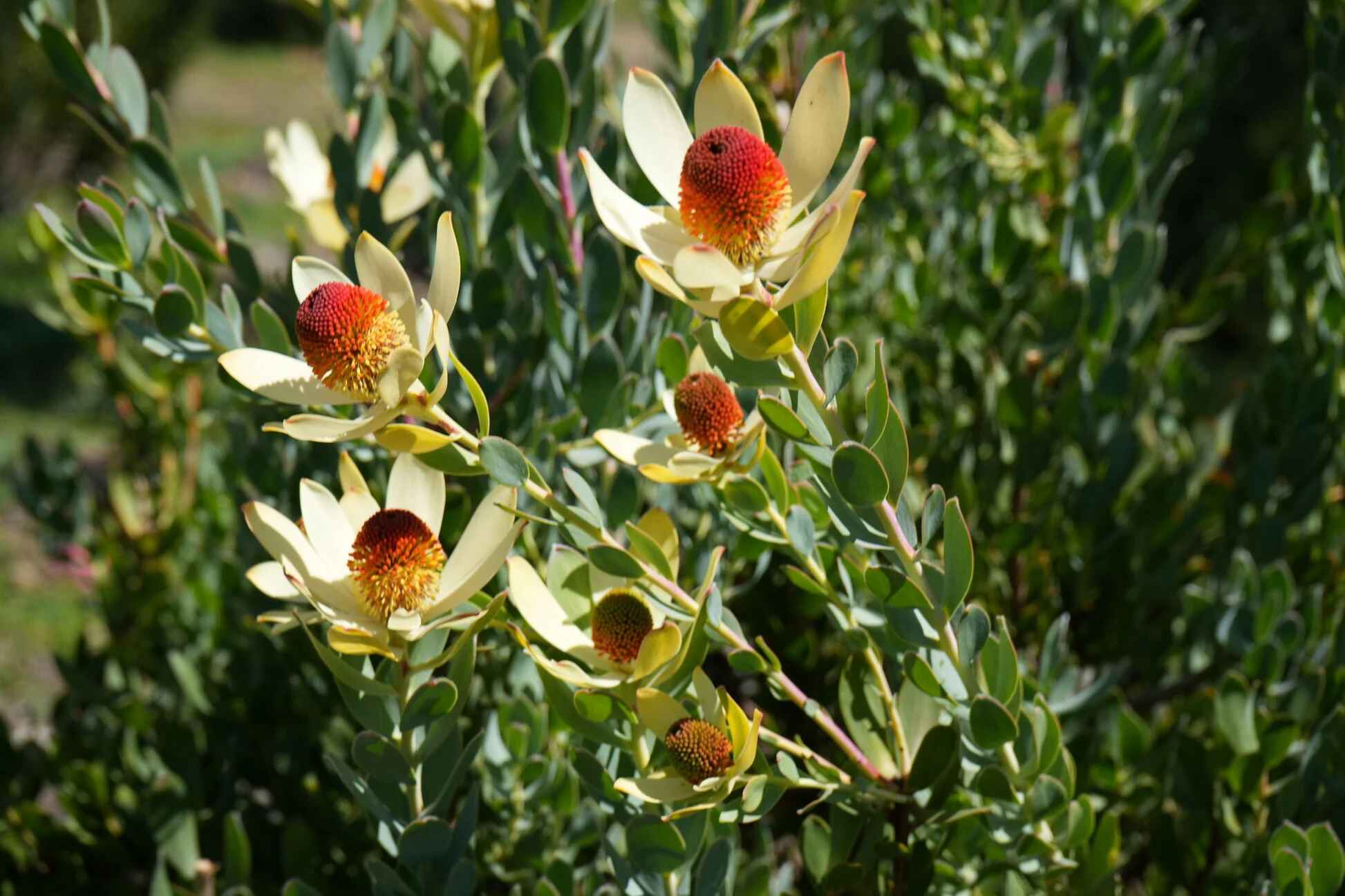 Leucadendron discolor - Pom Pom, Piketberg Conebush, Gold Flame Tips, Red Conebush - Image 4
