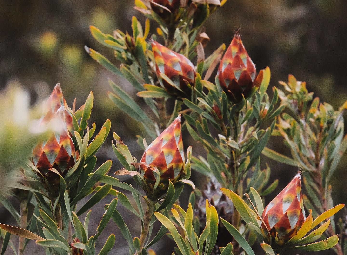 Leucadendron rubrum - Spinning Top Conebush, Waretolbos - Image 2