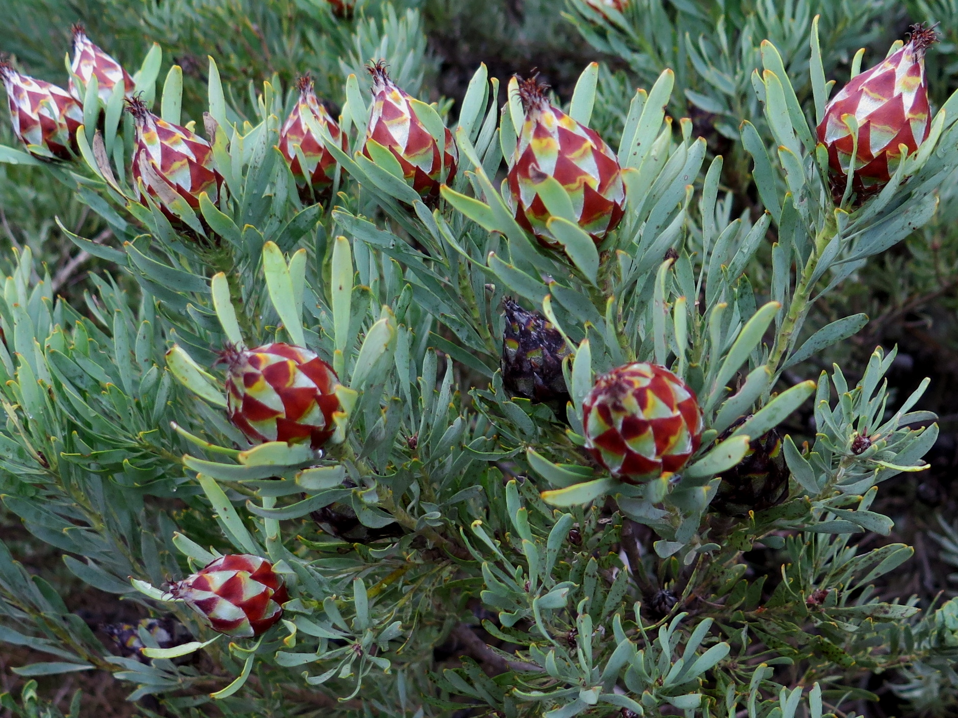 Leucadendron rubrum - Spinning Top Conebush, Waretolbos - Image 3