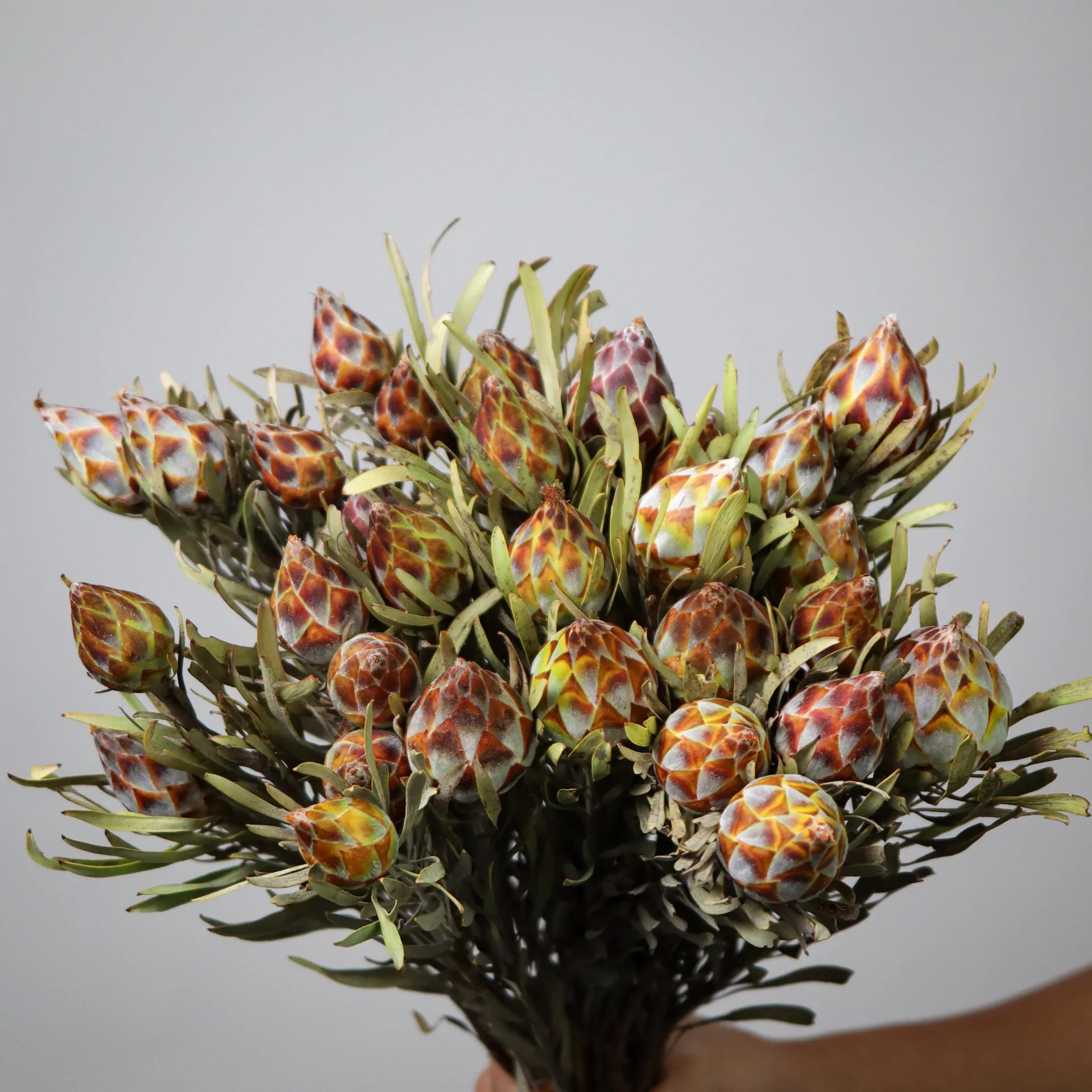 Leucadendron rubrum - Spinning Top Conebush, Waretolbos - Image 4