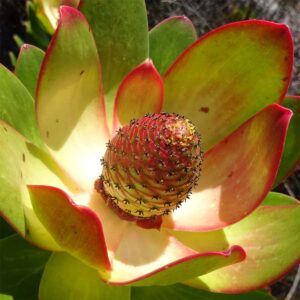 Leucadendron strobilinum - Peninsula Conebush, Summer Sun Conebush