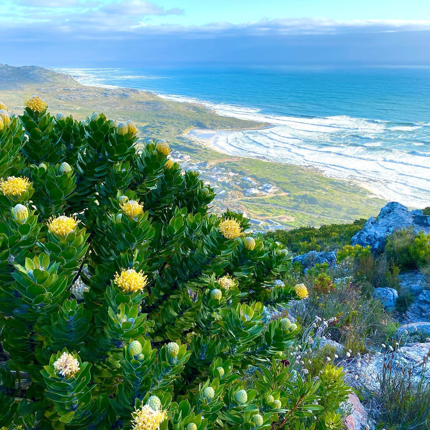 Leucospermum conocarpodendron - Tree Pincushion, Grey Tree Pincushion, Goudsboom - Image 3