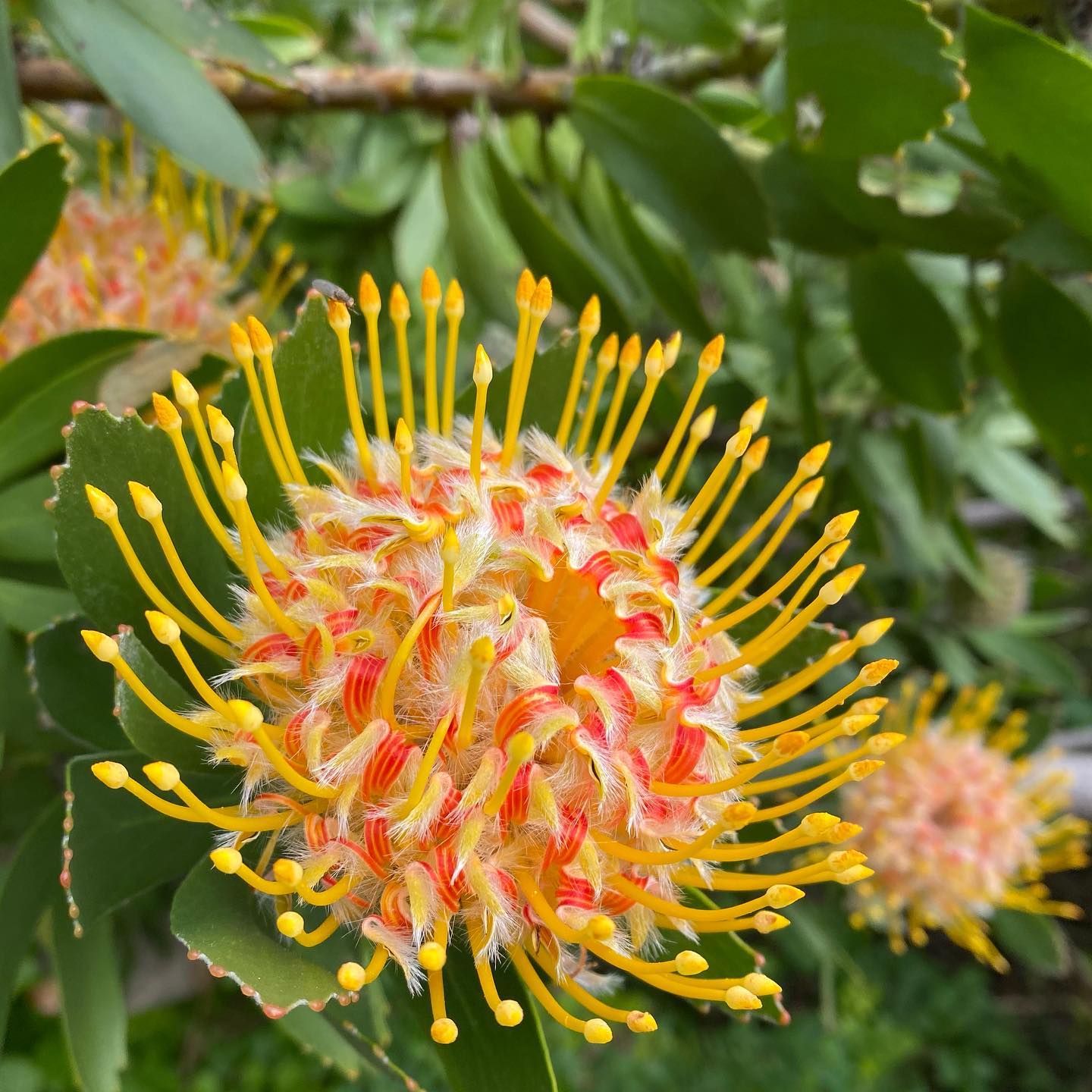 Leucospermum conocarpodendron - Tree Pincushion, Grey Tree Pincushion, Goudsboom - Image 5