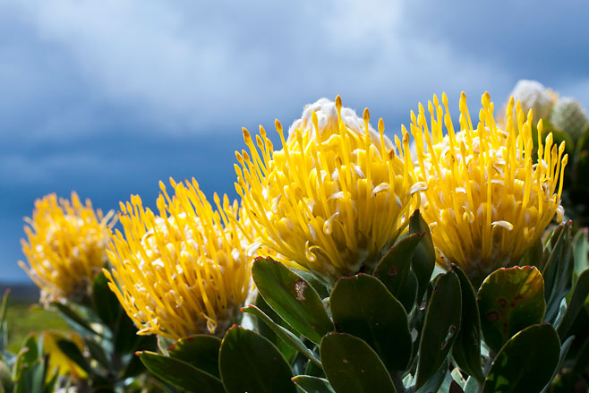 Leucospermum conocarpodendron - Tree Pincushion, Grey Tree Pincushion, Goudsboom - Image 6