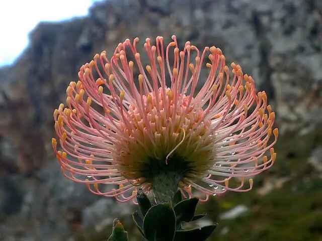 Leucospermum cordifolium - Nodding Pincushion, Pincushion Protea - Image 2