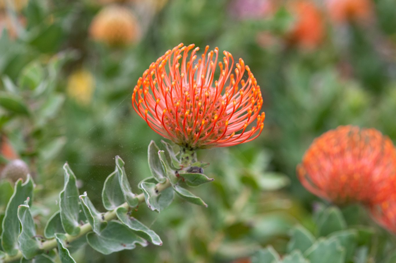 Leucospermum cordifolium - Nodding Pincushion, Pincushion Protea - Image 3