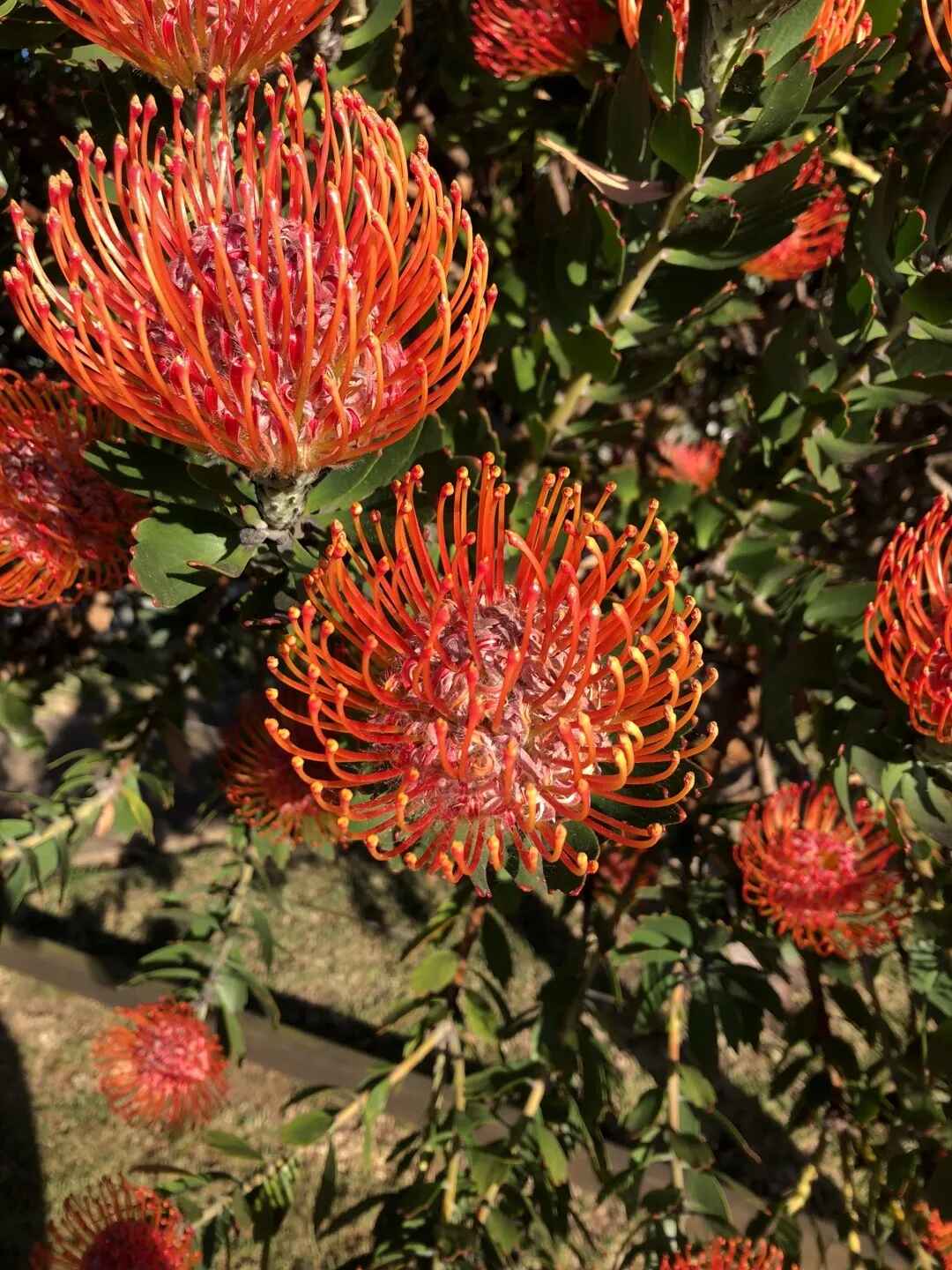 Leucospermum cordifolium - Nodding Pincushion, Pincushion Protea - Image 4