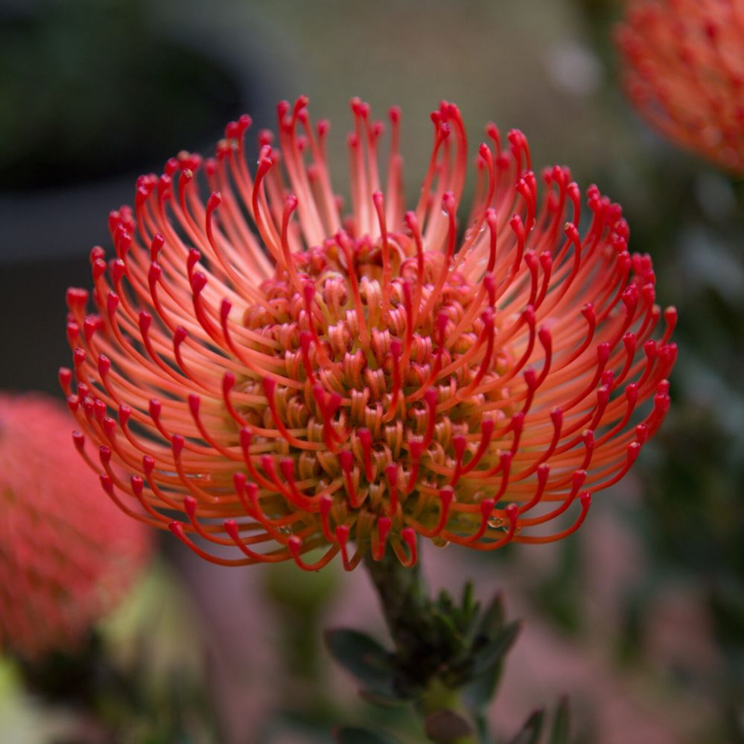Leucospermum cordifolium - Nodding Pincushion, Pincushion Protea - Image 5