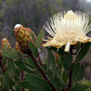 Protea caffra subsp. kilimandscharica - Kilimanjaro Sugarbush, Kilimanjaro Protea, Kili Sugarbush