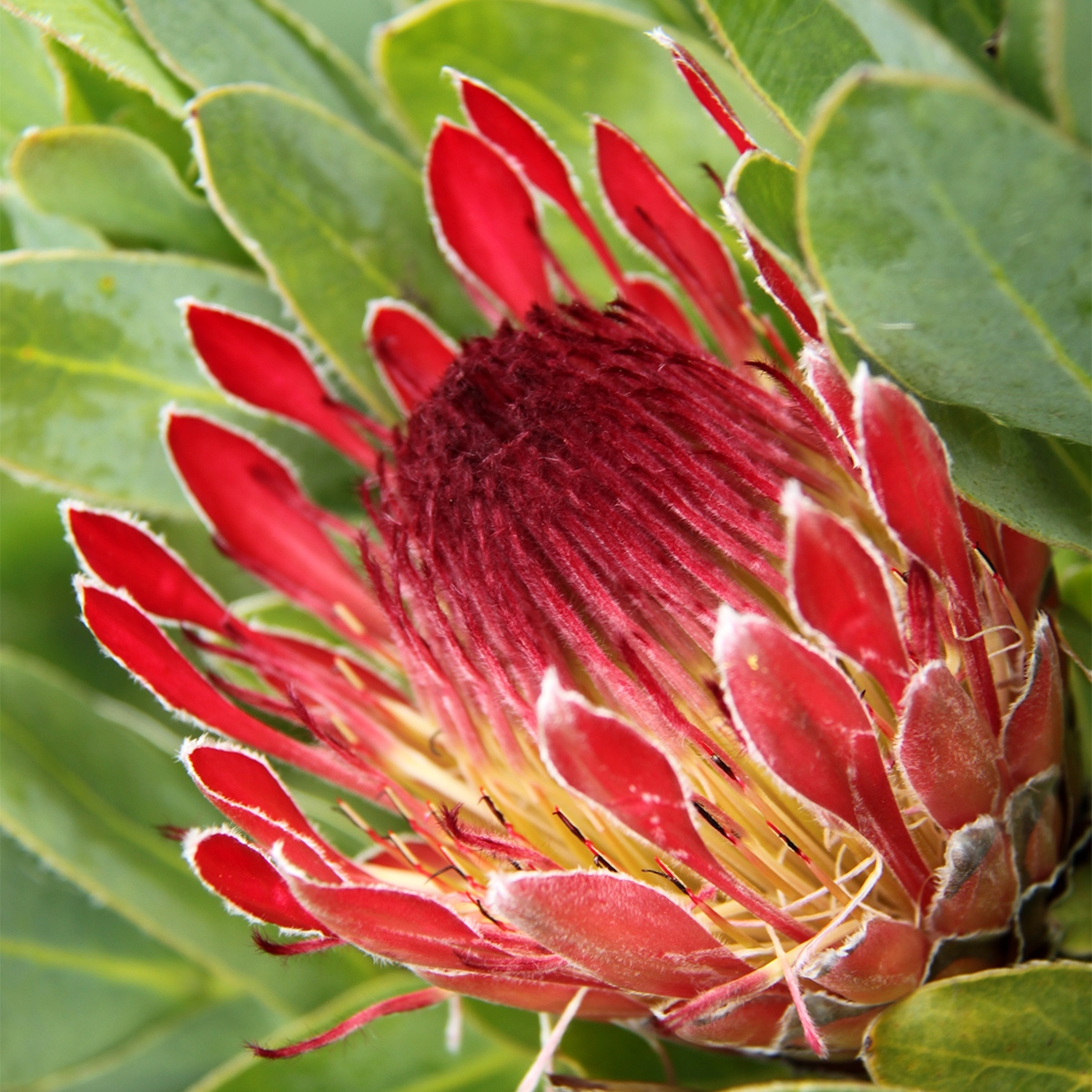 Protea eximia - Duchess Protea, Broad-leaf Sugarbush - Image 2