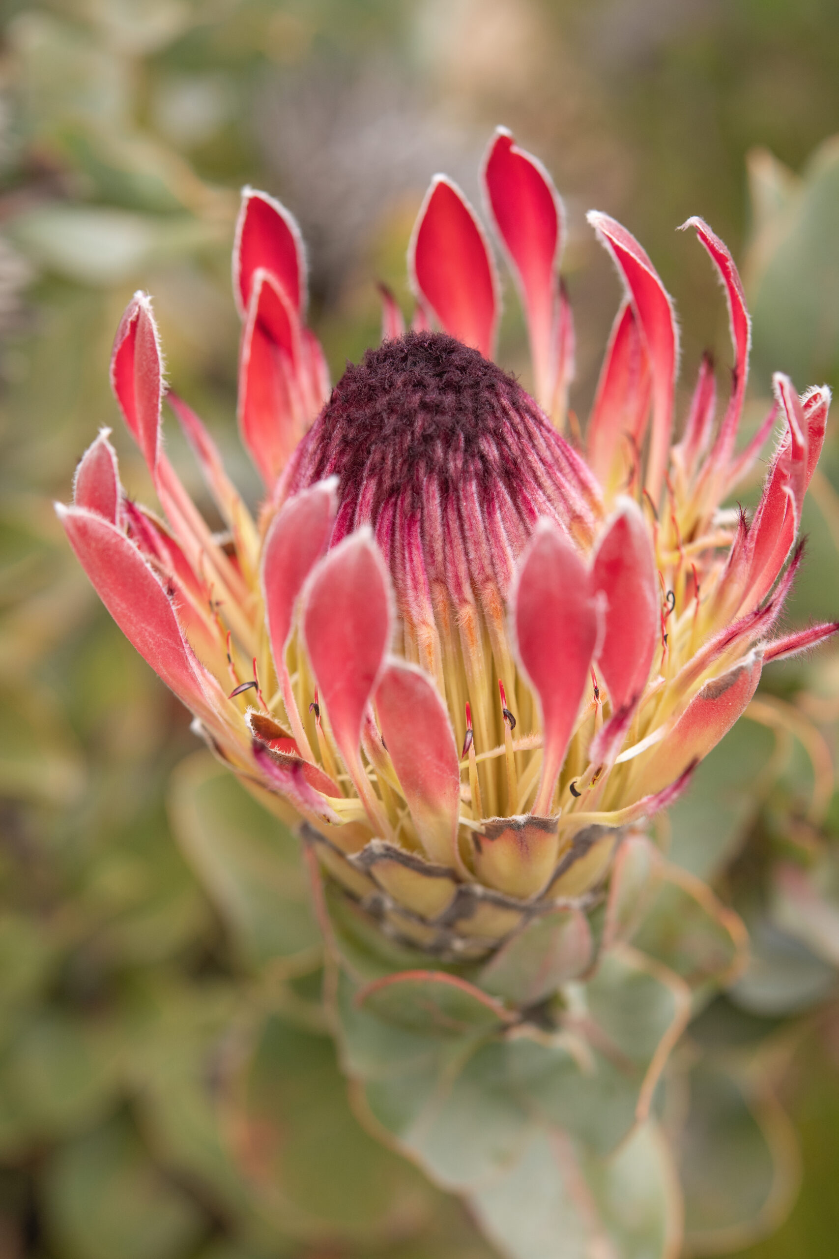 Protea eximia - Duchess Protea, Broad-leaf Sugarbush - Image 3