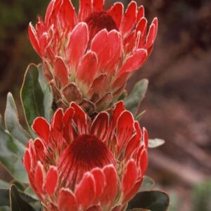 Protea eximia - Duchess Protea, Broad-leaf Sugarbush