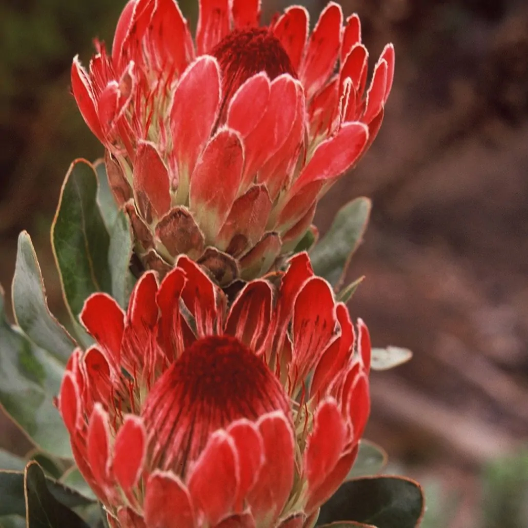 Protea eximia - Duchess Protea, Broad-leaf Sugarbush