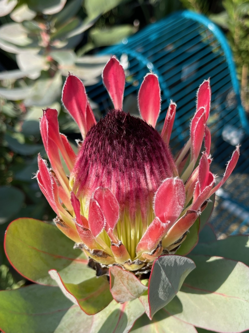 Protea eximia - Duchess Protea, Broad-leaf Sugarbush - Image 4