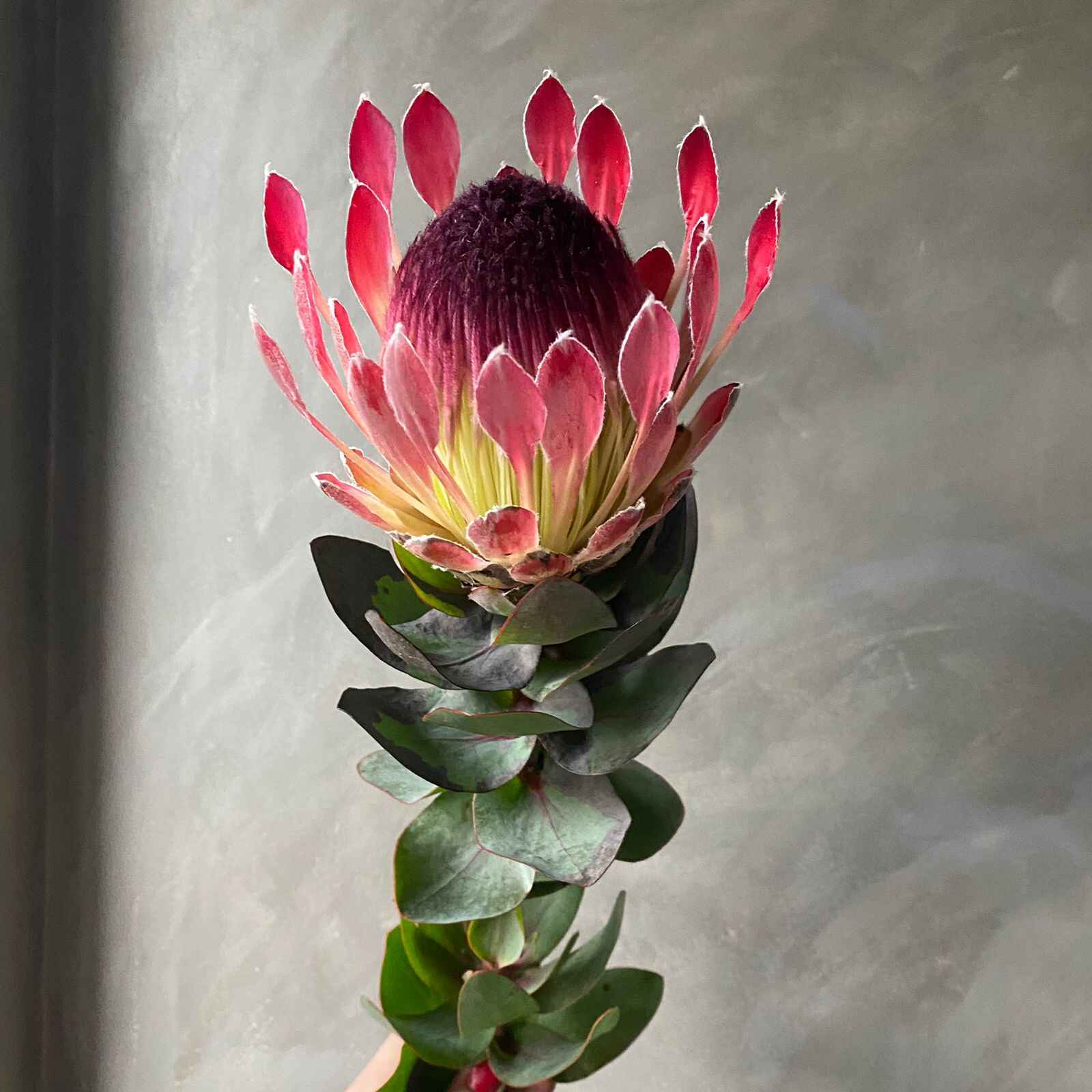 Protea eximia - Duchess Protea, Broad-leaf Sugarbush - Image 5