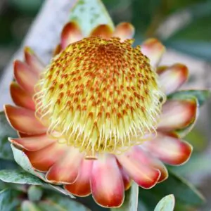 Protea nitida - Wagon tree, Waboom, Blousuikerbos