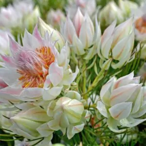 Serruria florida - Blushing Bride, Pride of Franschhoek, Bride’s Protea