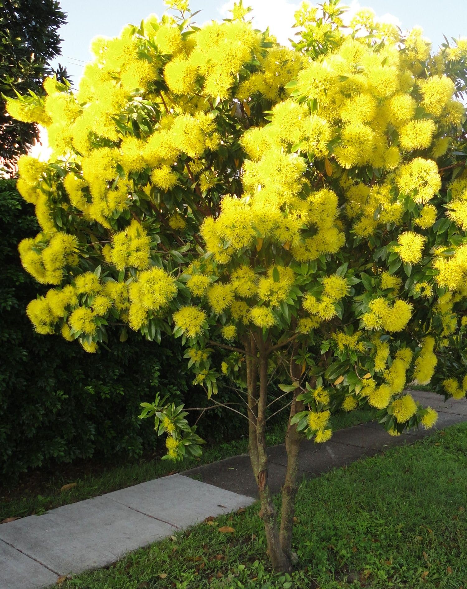 Xanthostemon chrysanthus 'Olympic Gold' - Golden Penda, Olympic Gold Penda - Image 2