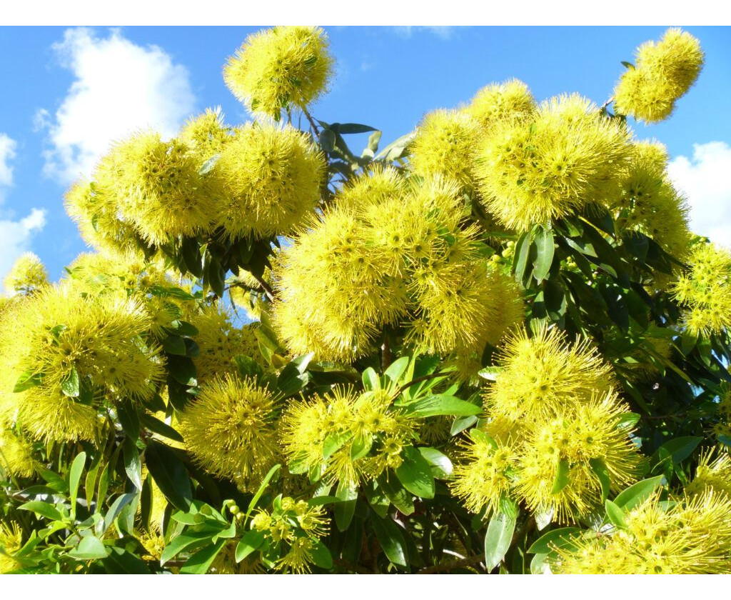 Xanthostemon chrysanthus 'Olympic Gold' - Golden Penda, Olympic Gold Penda - Image 3
