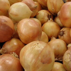 Allium cepa 'Stuttgarter Giant' - Allium cepa, Stuttgarter Giant Onion