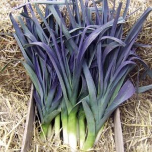 Allium porrum 'St Victor D'Hiver' - Violet Leaf, Leek Saint Victor
