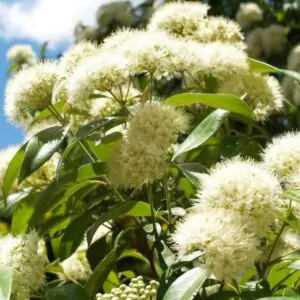 Backhousia citriodora - Murta Lemon, Lemon Perfumed Murray, Verbena Twelve Tree, Australian Lemon Myrtle