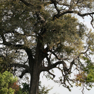 Dalbergia melanoxylon - African ebony, mpingo, african blackwood