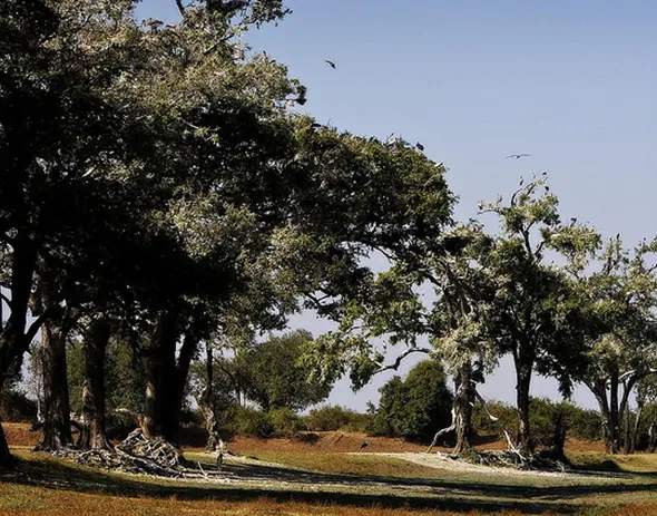 Dalbergia melanoxylon - African ebony, mpingo, african blackwood - Image 3