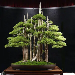 Juniperus chinensis - Chinese Juniper