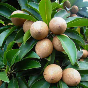 Manilkara zapota - Sapodilla Tree, Chico Fruit, Chiku, Sapote, Chicozapote, Chicle, Naseberry, Nispero, Soapapple