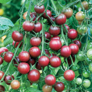 Solanum lycopersicum 'Chocolate Cherry' - Chocolate Cherry Tomato, Brown Cherry Tomato, Heirloom Chocolate Tomato