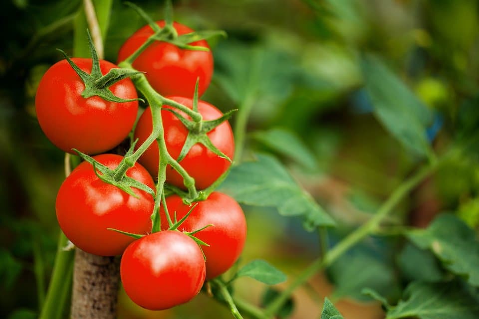 Solanum lycopersicum 'Large Red Cherry' - Large Red Cherry Tomato, Large Red Cherry Heirloom Tomato - Image 3