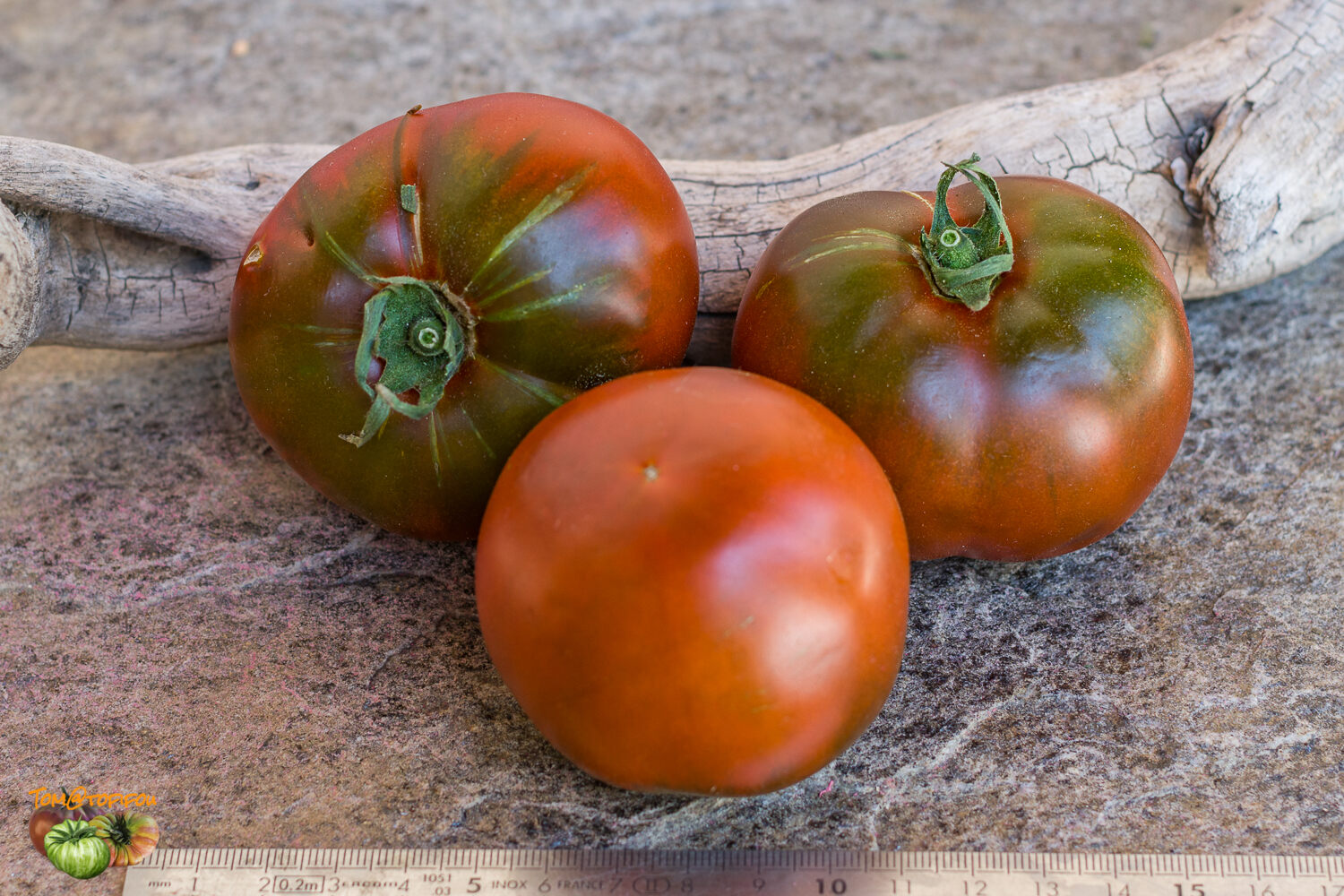 Solanum lycopersicum 'Nyagous' - Nyagous Tomato, Nyagous Heirloom Tomato, Russian Black Tomato - Image 2