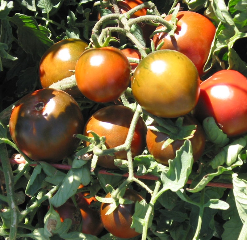 Solanum lycopersicum 'Nyagous' - Nyagous Tomato, Nyagous Heirloom Tomato, Russian Black Tomato - Image 4