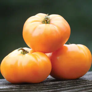 Solanum lycopersicum 'Oma's Orange' - Omaās Orange Tomato, Omaās Orange Heirloom Tomato