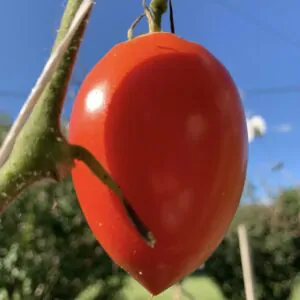 Solanum lycopersicum 'Salvaterra's Select' - Salvaterra’s Select Tomato, Salvaterra’s Select Heirloom Tomato