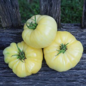 Solanum lycopersicum 'White Tomesol' - White Tomesol Tomato, White Tomesol Heirloom Tomato
