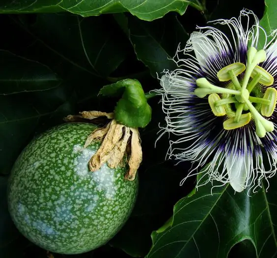 Passiflora edulis f. flavicarpa - Yellow Passion Fruit, Yellow Granadilla, Golden Passion Fruit