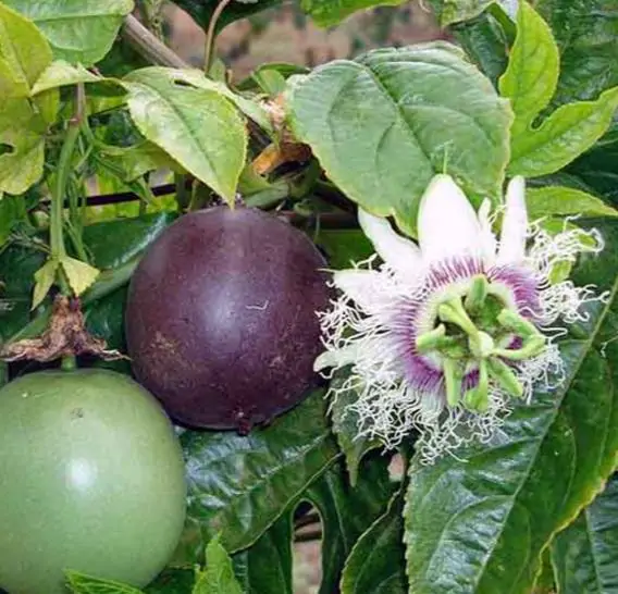 Passiflora edulis f. flavicarpa - Yellow Passion Fruit, Yellow Granadilla, Golden Passion Fruit - Image 6