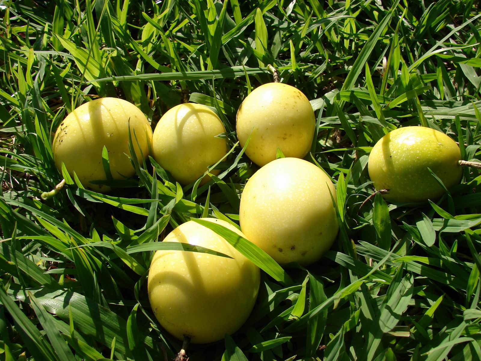 Passiflora edulis f. flavicarpa - Yellow Passion Fruit, Yellow Granadilla, Golden Passion Fruit - Image 11
