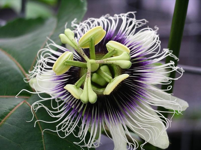 Passiflora edulis f. flavicarpa - Yellow Passion Fruit, Yellow Granadilla, Golden Passion Fruit - Image 15