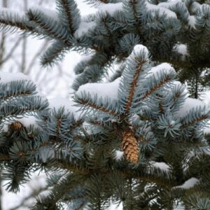 Picea pungens - Colorado Blue Spruce