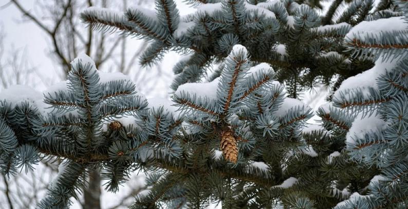 Picea pungens - Colorado Blue Spruce - Image 3