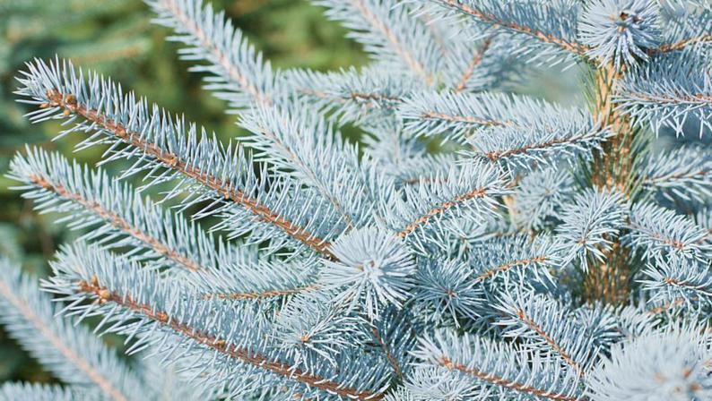 Picea pungens - Colorado Blue Spruce - Image 4