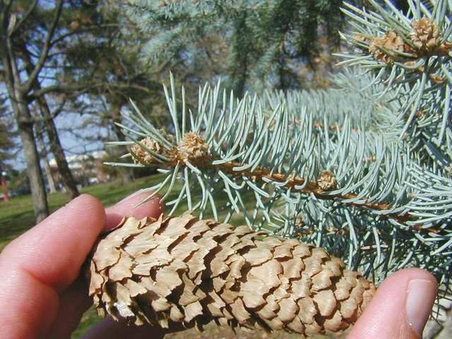Picea pungens - Colorado Blue Spruce - Image 5