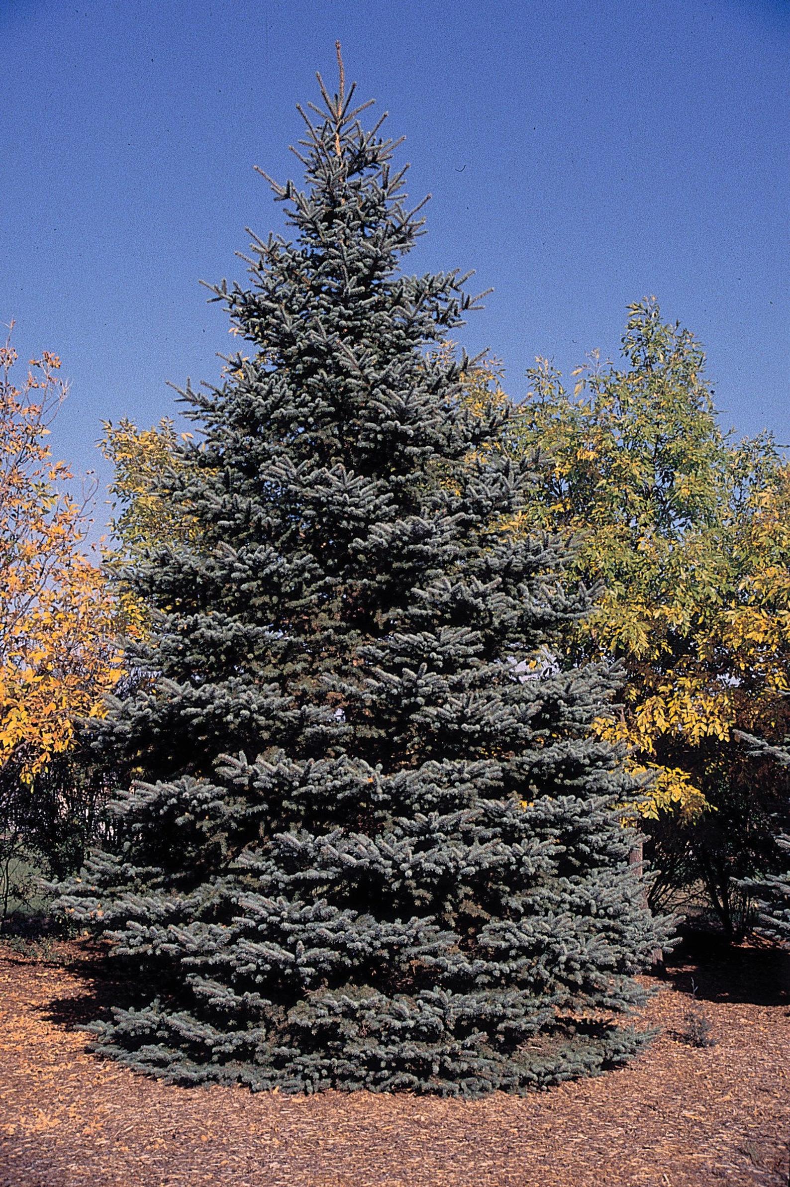 Picea pungens - Colorado Blue Spruce - Image 6