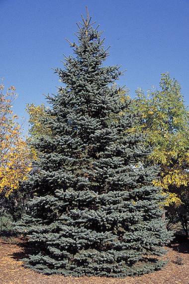 Picea pungens - Colorado Blue Spruce - Image 7