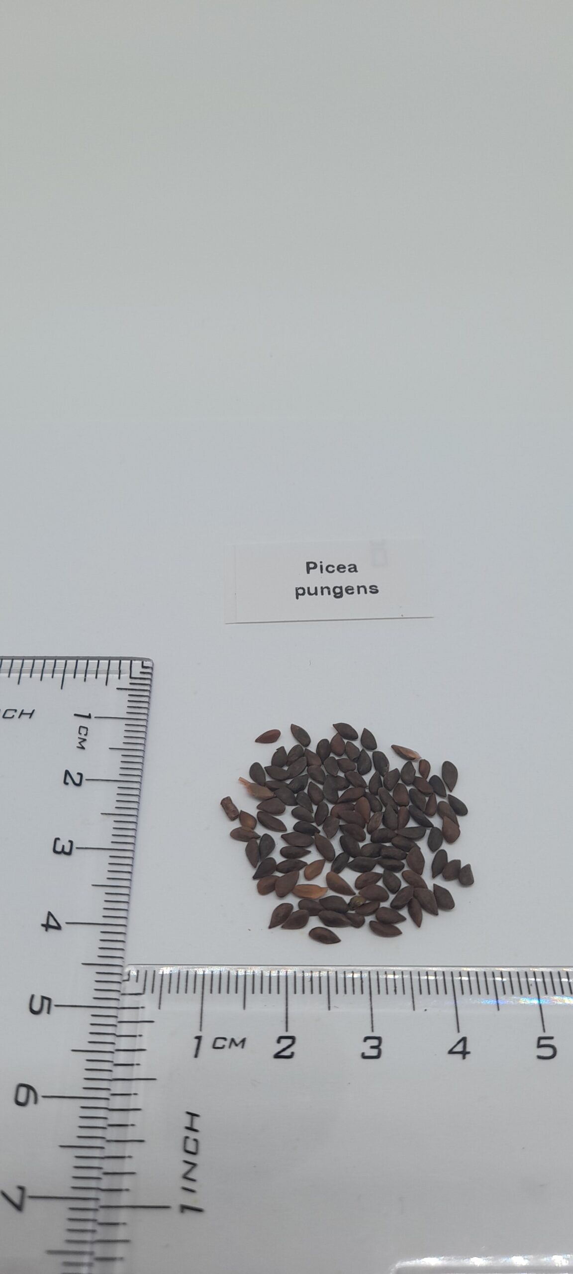 Picea pungens - Colorado Blue Spruce - Image 9