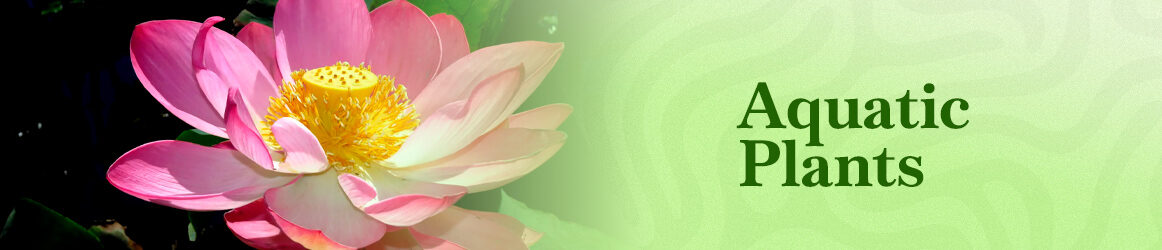 quinta-dos-ouriques-seeds-aquatic-plants
