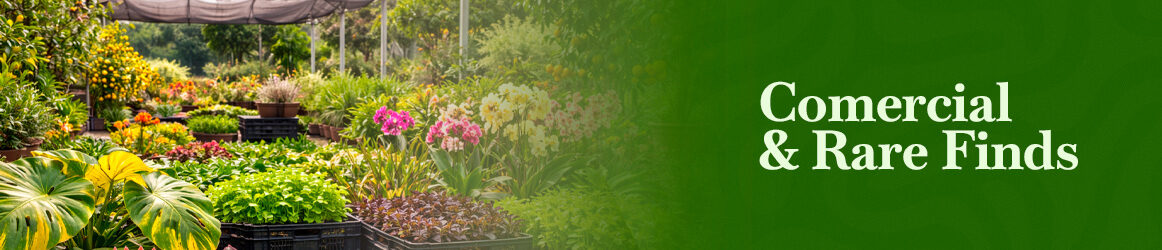 quinta-dos-ouriques-seeds-comercial-and-rare-finds